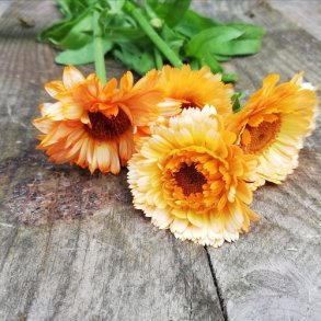 Morgenfrue 'Pink Surprise' - XL