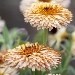 Morgenfrue 'Pygmy Buff'