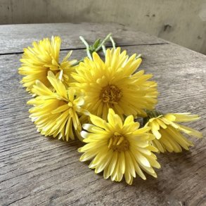 Morgenfrue 'Pacific Cream Beauty' - XL