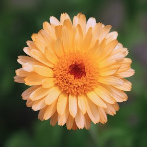 Morgenfrue Kablouna  'Apricot Dark Centre' - XL