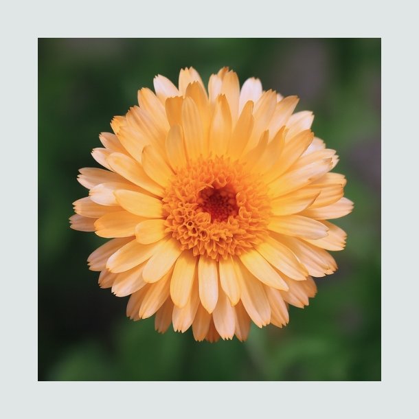 Morgenfrue Kablouna  'Apricot Dark Centre' - XL