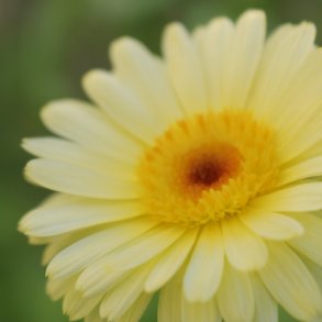 Morgenfrue Kablouna 'Lemon Cream' - XL