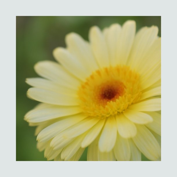 Morgenfrue Kablouna 'Lemon Cream' - XL