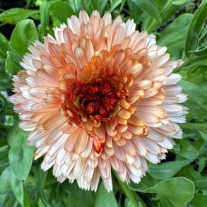 Morgenfrue 'Orange Flash'