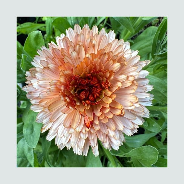 Morgenfrue 'Orange Flash'