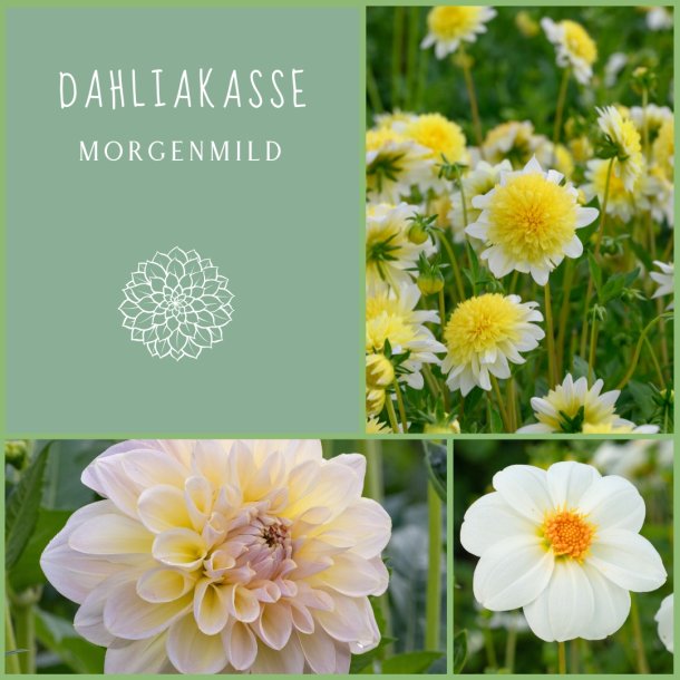 Dahliakasse Morgenmild
