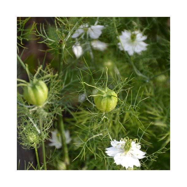 Nigella 'Albion Green Pod'