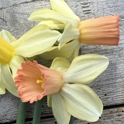 Narcissus 'Carice'