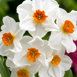 Narcissus 'Geranium'