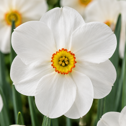Narcissus 'Actaea'