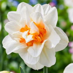 Narcissus 'Flower Drift'