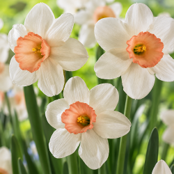 Narcissus 'Iwona'