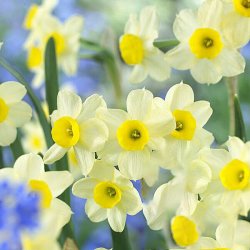 Narcissus 'Minnow' 