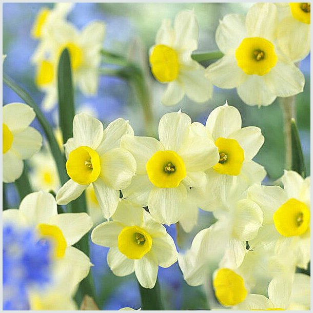 Narcissus 'Minnow' 