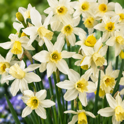 Narcissus 'Sailboat'