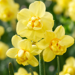 Narcissus 'Cheerfulness'