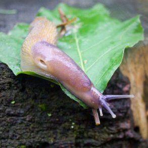 Nematoder mod snegle