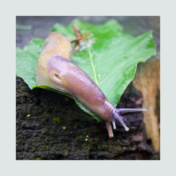 Nematoder mod snegle