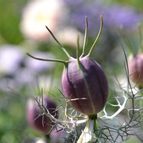  Nigella 'Albion Black Pod'