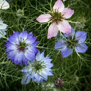 Nigella Mix - kologisk