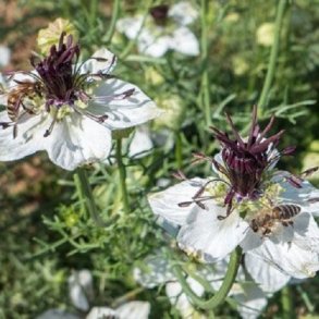 Nigella 'African Bride' - kologisk