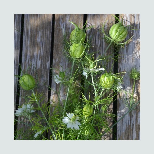 Nigella 'Albion Green Pod'