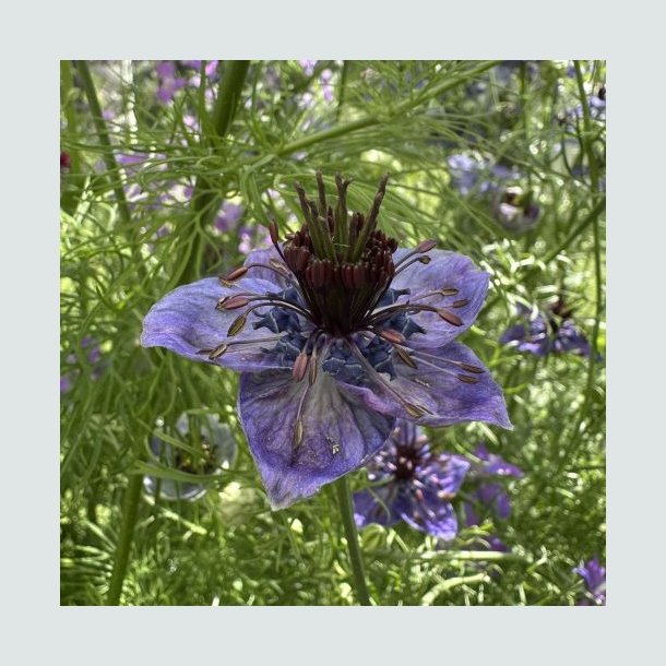 Nigella 'Midnight'