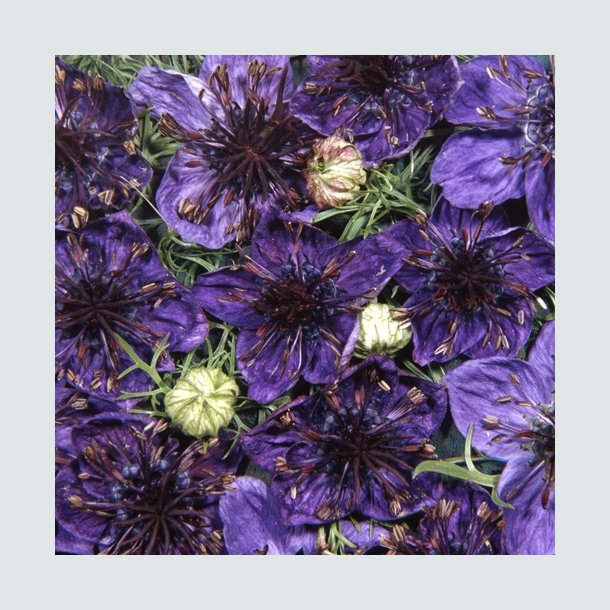 Nigella 'Midnight'