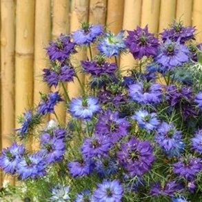 Nigella 'Moody Blues'