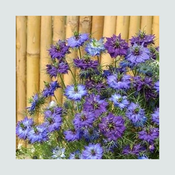 Nigella 'Moody Blues'