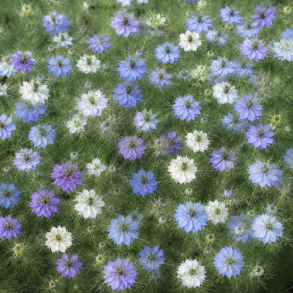 Nigella Mix - �kologisk