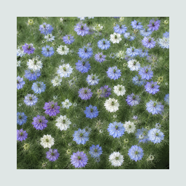 Nigella Mix - �kologisk