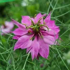 Nigella 'Persian Rose'