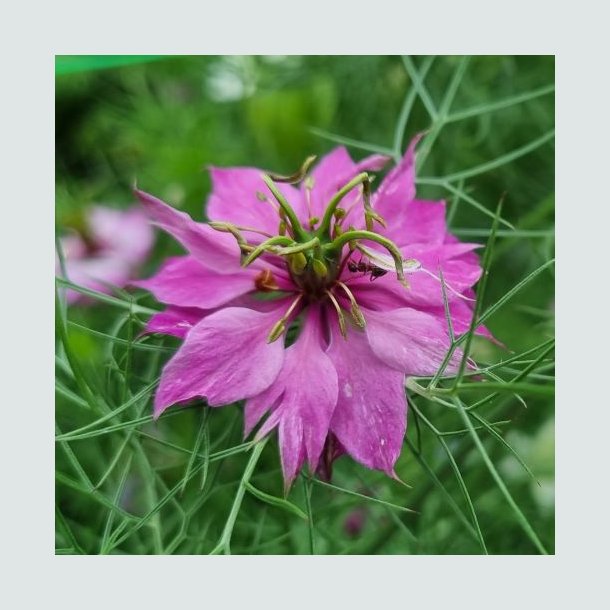 Nigella 'Persian Rose'