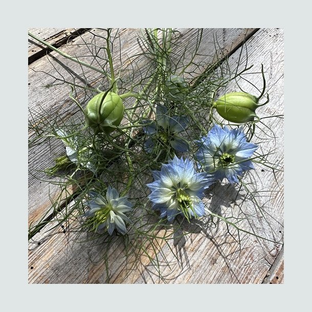 Nigella 'Miss Jekyll Skyblue'