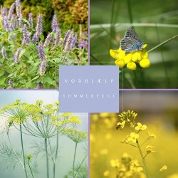 Frkasse Ndhjlp Sommerfugle