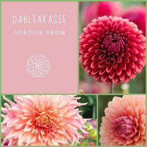 Dahliakasse Nordisk Dr�m