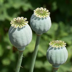 Opiumsvalmue (Hvid/Lilla) - kologisk