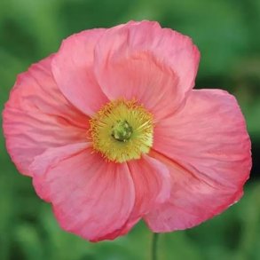 Sibirisk valmue 'Champagne Bubbles Pink' 