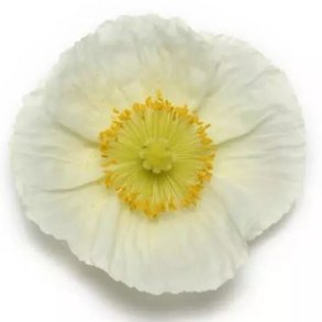 Sibirisk Valmue 'Champagne Bubbles White' 