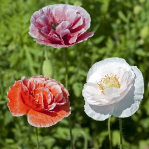 Kornvalmue 'Dawn Chorus'