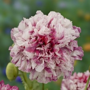 Opiumsvalmue 'Flemish Antique Peony'