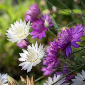 Papirblomst Mix- kologisk