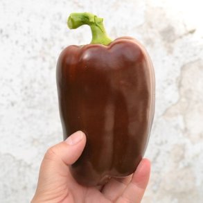 Peber 'Chocobell' - kologisk