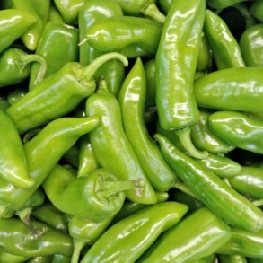 Chili 'Friariello' - kologisk