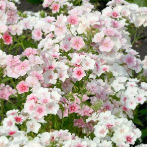 Sommerfloks 'Blushing Bride'