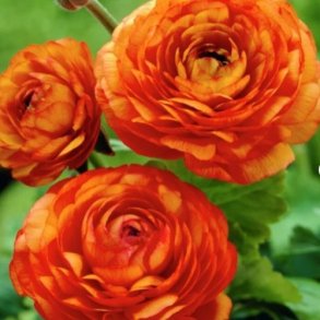 Ranunkel Aviv Picotee 'Orange'