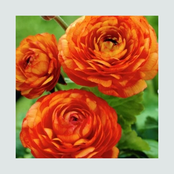 Ranunkel Aviv Picotee 'Orange'