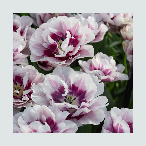 Tulipan 'Pistache'