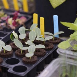 Planteskilte m blyant - 40 stk.